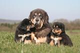 DOGUE DU TIBET 458